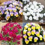 花苗ビオラ百花繚乱F1ももかRAセ...