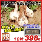 ニンニク 種球 お試し嘉定ニンニク (バラ) 10片 送料込み / にんにくの種 ガーリック プランターぴったり