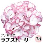 アジサイ 苗 苗木 ラブストーリー 1株 / ハイドランジア アジサイ苗 アジサイの苗 紫陽花苗 紫陽花の苗