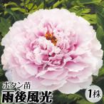 牡丹 苗 苗木 雨後風光 1株 / うごふうこう 牡丹苗 牡丹の苗 ボタン苗 ボタンの苗木