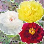 牡丹 苗 苗木 人気の牡丹セット 3種3株 / 墨潤絶倫 香玉 金晃 / 牡丹苗 牡丹の苗 ボタン苗 ボタンの苗木 花木苗