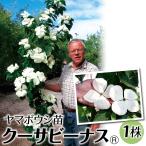 ヤマボウシ 苗 苗木 クーサビーナスR 1株 / ヤマボウシ苗 ヤマボウシの苗 山法師苗 山法師の苗 庭木 植木 花木苗 シンボルツリー向き