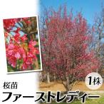 桜 苗 苗木 ファーストレディー 1株 