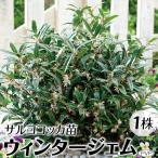 サルココッカ 苗 苗木 ウィンタージェムPVP 1株 / サルココッカ苗 サルココッカの苗 庭木 植木 花木苗