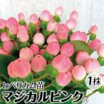 ヒペリカム 苗 苗木 マジカルピンク外 1株 / ヒペリカム苗 ヒペリカムの苗 庭木 植木 花木苗 切枝向き 切り枝向き