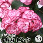 アジサイ 苗 苗木 ユリカ ピンク 1株 / ハイドランジア アジサイ苗 アジサイの苗 紫陽花苗 紫陽花の苗 さかもと園芸作出 花木苗