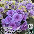 花木苗 アジサイ シャルム パープル 1株
