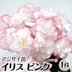 花木苗 アジサイ イリス ピンク 1株