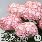 花木苗 アジサイ エンジェリカ 1株