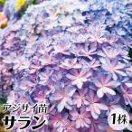 花木苗 アジサイ サラン(品種登録出願予定) 1株