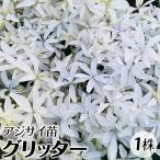 花木苗 アジサイ グリッター 1株