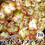 花木苗 アジサイ ライトマイファイア 1株