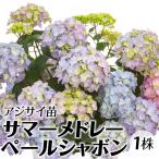 花木苗 アジサイ サマーメドレー ペールシャボン 1株