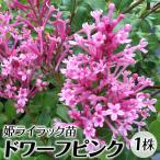 姫ライラック 苗 苗木 ドワーフピンク 1株 / ヒメライラック苗 ヒメライラックの苗 姫ライラック苗 姫ライラックの苗 花木苗