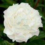 芍薬 苗 ガーデニア 1株 / シャクヤク苗 シャクヤクの苗 芍薬苗 芍薬の苗 ピオニー