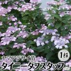 花木苗 ヤマアジサイ タイニータフスタッフPVP 1株
