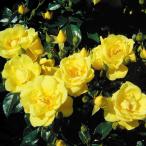 バラ苗 苗木 フラワーカーペットRローズ ゴールド 1株 / 薔薇苗 薔薇の苗 バラの苗 庭木 植木 花木苗 四季咲き