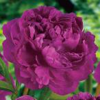 ショッピング苗 芍薬 苗 ビクトルデラマーン 1株 / シャクヤク苗 シャクヤクの苗 芍薬苗 芍薬の苗 ピオニー