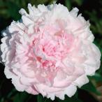 芍薬 苗 レディオーキッド 1株 / シャクヤク苗 シャクヤクの苗 芍薬苗 芍薬の苗 ピオニー