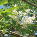 苗 苗木 アオダモ 1株 / アオダモ苗木 アオダモの苗 シンボルツリー 庭木 植木 花木苗