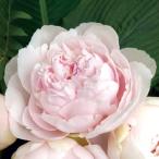 芍薬 苗 ラテンドール 2年生大株苗 1株 / シャクヤク苗 シャクヤクの苗 芍薬苗 芍薬の苗 ピオニー