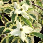 ショッピングカーズ ヤマボウシ 苗 苗木 クリスティンリプカーズ 1株 / 斑入り枝垂れ ヤマボウシ苗 ヤマボウシの苗 シンボルツリー 花木苗