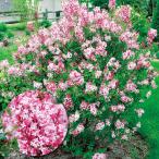 ヒメライラック 苗 苗木 ティンカーベル 1株 / 姫ライラック苗 姫ライラックの苗 ヒメライラック苗 ヒメライラックの苗 花木苗