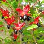 ショッピングミッキー オクナ・セルラータ 苗 苗木 ミッキーマウスの木 1株 / ミッキーマウスノキ ミッキーマウスプランツ ミッキーマウスツリー 花木苗