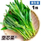  реальный сырой овощи рассада пустой сердцевина .(R)en носорог 9cm pot рассада 1 АО водяной шпинат ...... пустой сердце ...... страна ..