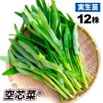  реальный сырой овощи рассада пустой сердцевина .(R)en носорог 9cm pot рассада 12 АО водяной шпинат ...... пустой сердце ...... страна ..