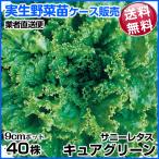  страна .. реальный сырой овощи рассада Sunny lettuce ( синий )kyua зеленый 9 месяц отправка 1 кейс (40 АО входить ) бесплатная доставка / торговец прямая поставка рейс 