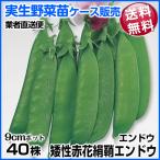  реальный сырой овощи рассада шелк . end u.. красный цветок шелк .11 месяц отправка 1 кейс (40 АО входить ) бесплатная доставка / торговец прямая поставка рейс 