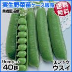  реальный сырой овощи рассада реальный end u незначительный i11 месяц отправка 1 кейс (40 АО входить ) бесплатная доставка / торговец прямая поставка рейс 