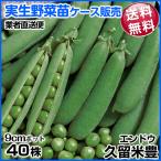  реальный сырой овощи рассада end u Kurume .11 месяц отправка 1 кейс (40 АО входить ) бесплатная доставка / торговец прямая поставка рейс 