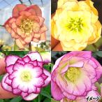 花苗 八重咲クリスマスローズ 曽田園芸選抜育種 ハイグレードミックス（品種見計らい） 3株