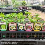 花苗 クリスマスローズ 杉山交配シングルお得セット（品種見計らい） 5株