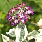 ラン・山野草苗 ヤマアジサイ 御殿場錦 1株 品種登録出願中