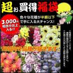 ショッピング半額以下 種 花たね 花壇向き花たね福袋 15袋以上 1組