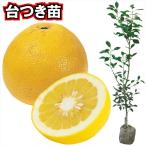  фруктовое дерево рассада can kitsu земля .bn язык шт. есть 1 АО 