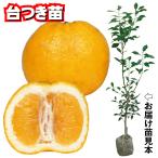  фруктовое дерево рассада can kitsuyuz много рисовое поле . шт. есть 1 АО 