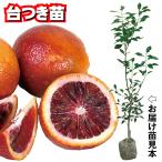  фруктовое дерево рассада can kitsub Lad orange moro шт. есть 1 АО 