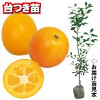  фруктовое дерево рассада can kitsu кинкан ....PVP шт. есть 1 АО 