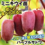 ミニキウイ パープルサドワ外 1株 / 
