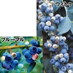 ブルーベリー 極旨ラビットアイ系セット 2種2株 果樹苗 国華園