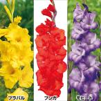 グラジオラス球根カラフルセットで彩る春の庭