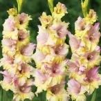  гладиолус луковица mon amour 80 лампочка monam-ru гладиолус. луковица весна .. луковица 