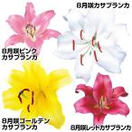 8月咲ユリ球根オリエンタルリリーカ...