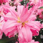 8 месяц . лилия луковица olientaru Lilly ti Anne sa6 лампочка 100 .