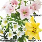 8 месяц . лилия луковица металлический .yu переустановка 3 вид 9 лампочка ( каждый 3 лампочка )te way лилия 100 .