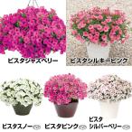 花苗 スーパーチュニアRビスタセット 5種5株